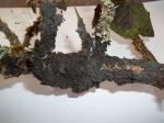 Science - Lichen Diversity Present In Lohagadh