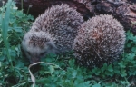 Science - Biological Study of Maltese Hedgehogs (subfamily-Erinaceinae) for Conservation