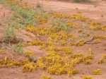 Science - Reproductive behavior of the solitarious desert locust, Schistocerca gregaria (Forskål), in relation to semiochemical attributes of desert plants