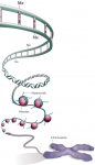 Science - Dna Methylation In Histoplasma Capsulatum