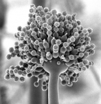 Science - Production Of α-amylase Enzyme By Aspergillus Niger Using Wheat Bran Under Solid State Fermentation