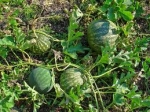 Science - Pharmacological Studies On A Coastal Sand Dune Plant Citrullus Colocynthis (l) Shard: Antidiabetic And Anti Oxidant Activities In Albino Rats