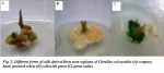 Science - Green Synthesis Of Bimedical Silver Nanoparticles From Micropropagated Floral Species Citrullus Colocynthis (l.)schrad