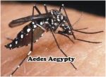 Science - Leukopenia And Thrombocytopenia In Dengue Fever: Common Laboratory Features Of Three Us Residents Traveling Abroad