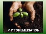 Science - Phytoremediation Of Heavy Metal Contaminated Soil Using Leucaena Leucocephala. A Case Study At Anglogold Ashanti Obuasi Ghanal