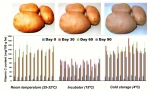 Science - Biochemical And Molecular Characterization Of Cold-induced Sweetening In Potato (solanum Tuberosum L.) Varieties During Storage