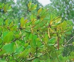 Science - Local Conservation Approaches Towards Sustainable Management Of Threatened Mangrove Ceriops Decandra (griff.) Ding Hou At Calatagan, Batangas, Philippines