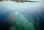 Science - Importance of seagrass beds as a habitat for fishery species around Jersey, English Channel