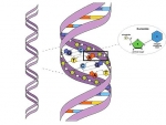 Laws - DNA Sampling: Rights and Duties